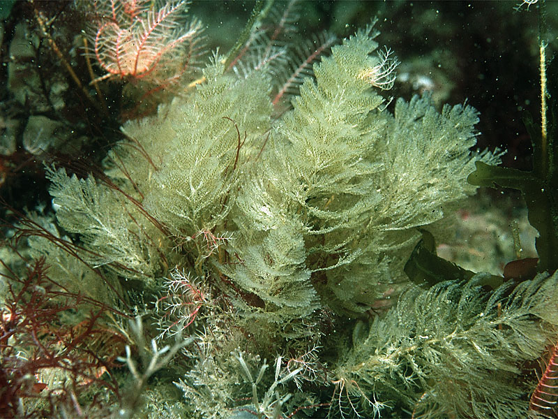 Bugula plumosa